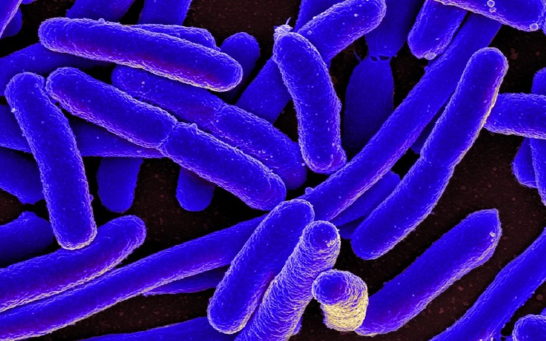 Why our microbiome is more important now than ever before?